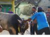 3 Sapi dan 16 Kambing Dikurbankan Semarakkan Idul Adha di Ponpes Putri Al-Fathimiyah