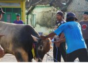 3 Sapi dan 16 Kambing Dikurbankan Semarakkan Idul Adha di Ponpes Putri Al-Fathimiyah