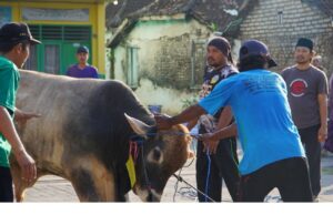 3 Sapi dan 16 Kambing Dikurbankan Semarakkan Idul Adha di Ponpes Putri Al-Fathimiyah