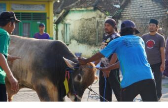 3 Sapi dan 16 Kambing Dikurbankan Semarakkan Idul Adha di Ponpes Putri Al-Fathimiyah