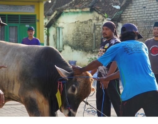 3 Sapi dan 16 Kambing Dikurbankan Semarakkan Idul Adha di Ponpes Putri Al-Fathimiyah