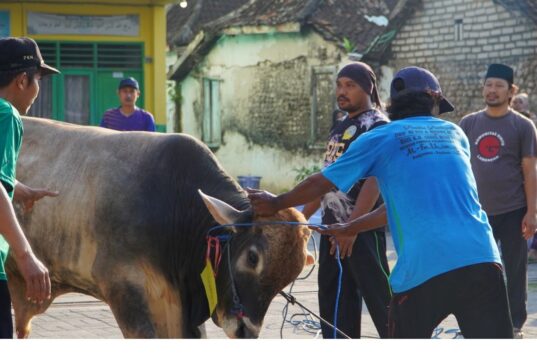 3 Sapi dan 16 Kambing Dikurbankan Semarakkan Idul Adha di Ponpes Putri Al-Fathimiyah